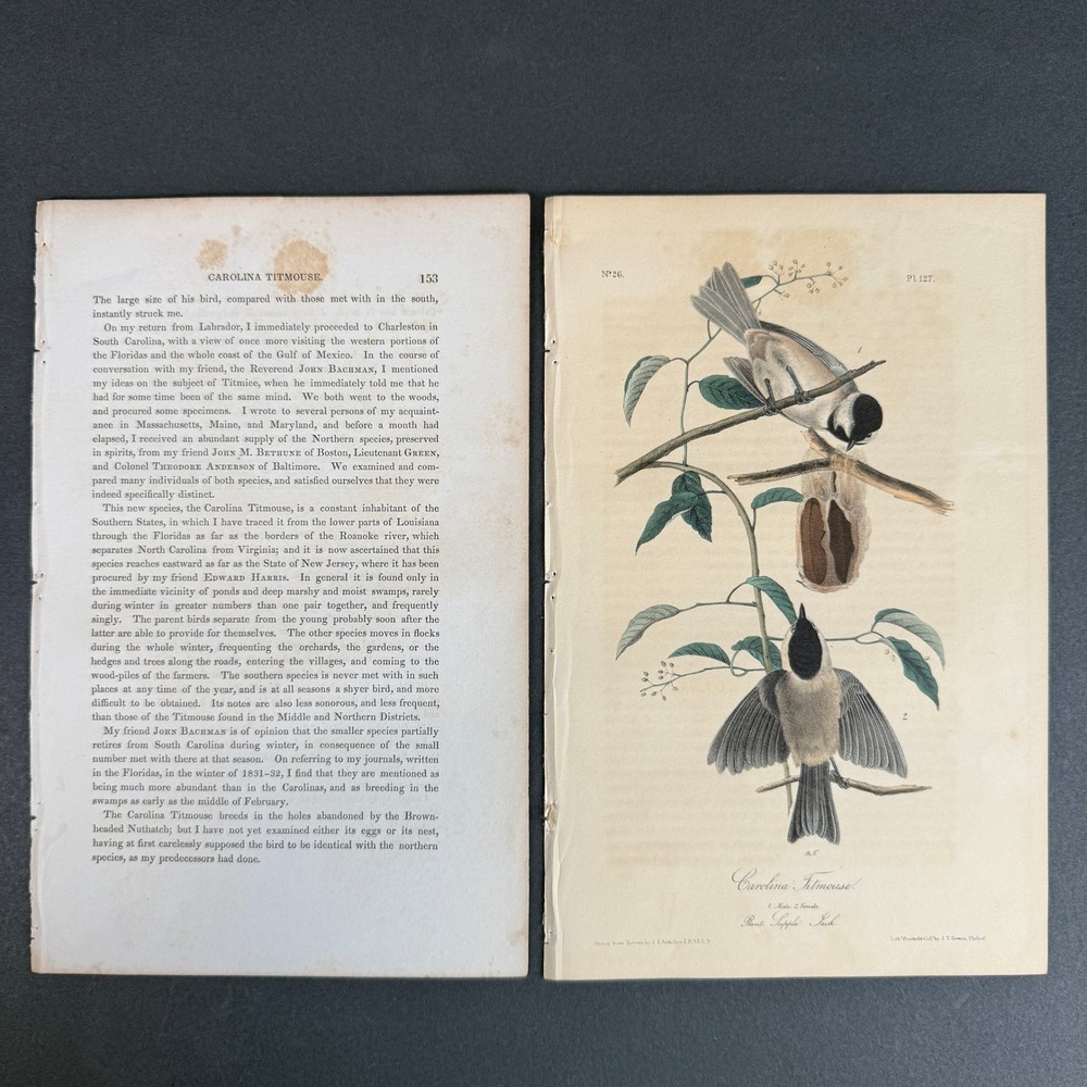 ohn James Audubon Carolina Titmouse Pl. 127 Hand Colored Lithograph Octavo